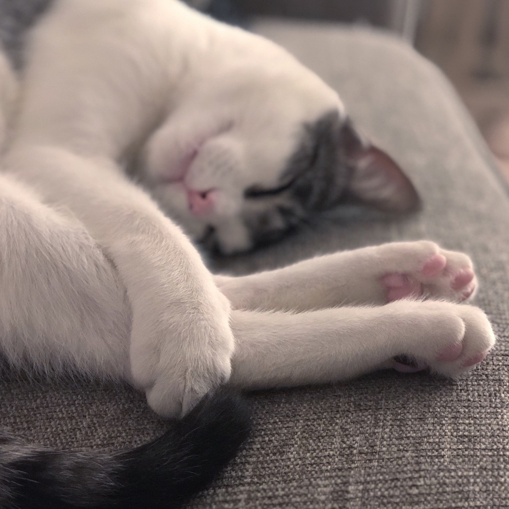 Meet your Posher, Ashley